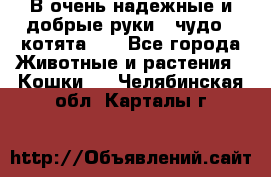 В очень надежные и добрые руки - чудо - котята!!! - Все города Животные и растения » Кошки   . Челябинская обл.,Карталы г.